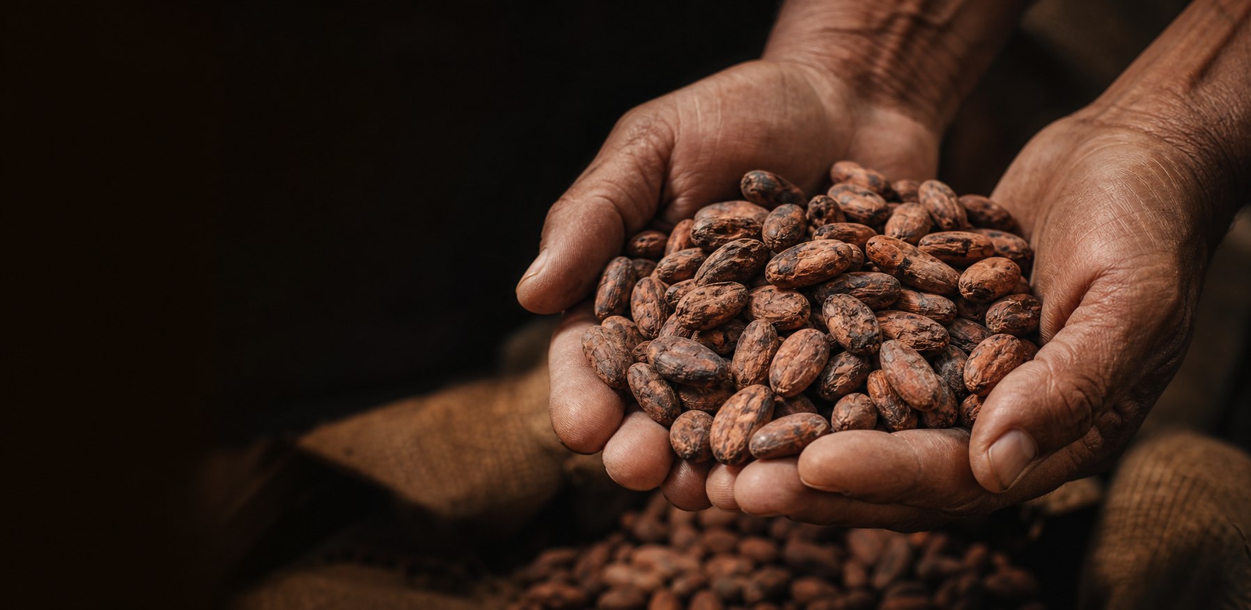 Đôi tay nâng những hạt cacao